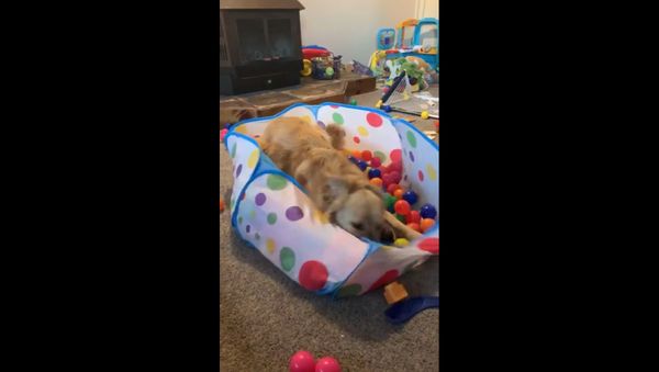 Goofy Golden Retriever Goes Nuts With Kids Toys - Sputnik International