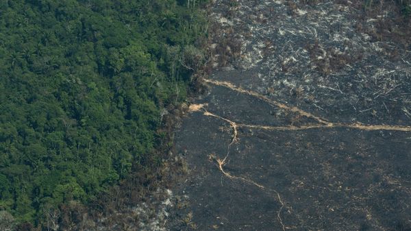 A burned area of Amazon rainforest is seen in the Biological Reserve Serra do Cachimbo, at the border with the Menkragnoti indigenous reserve of the Kayapo indigenous group in Altamira, Para state, Brazil, Wednesday, Aug. 28, 2019.  (AP Photo/Leo Correa) - Sputnik International