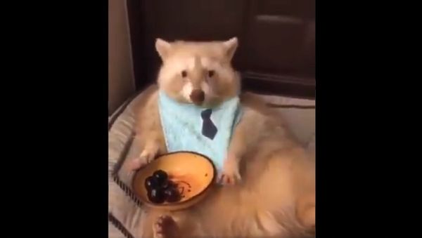 This cute golden raccoon eating cherries - Sputnik International