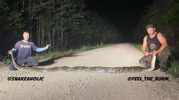   Everglades everglades Well, it's official! The length of the Burmese python came in at 18 foot, 9 1/4 inches, which is a new state record!  - Sputnik International