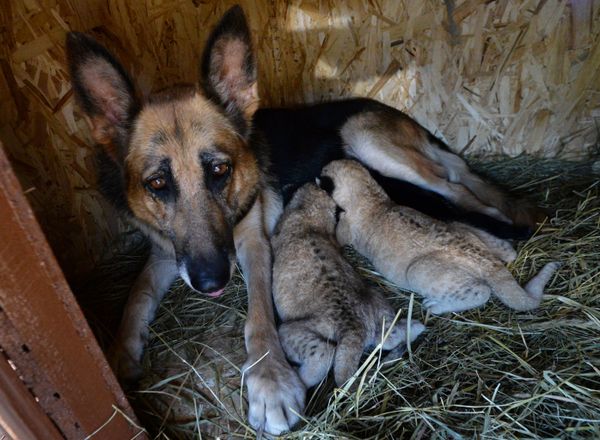 This Week in Pictures: 3 - 9 October This Week in Pictures: 3 - 9 October - Sputnik International