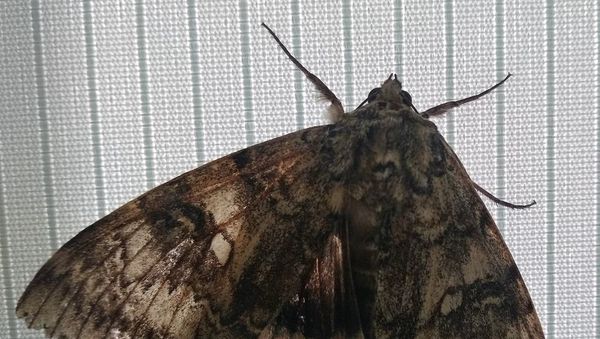 A butterfly with a wingspan the size of bird was spotted in Chernobyl exclusion zone - Sputnik International