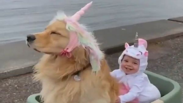 Golden Retriever - Sputnik International