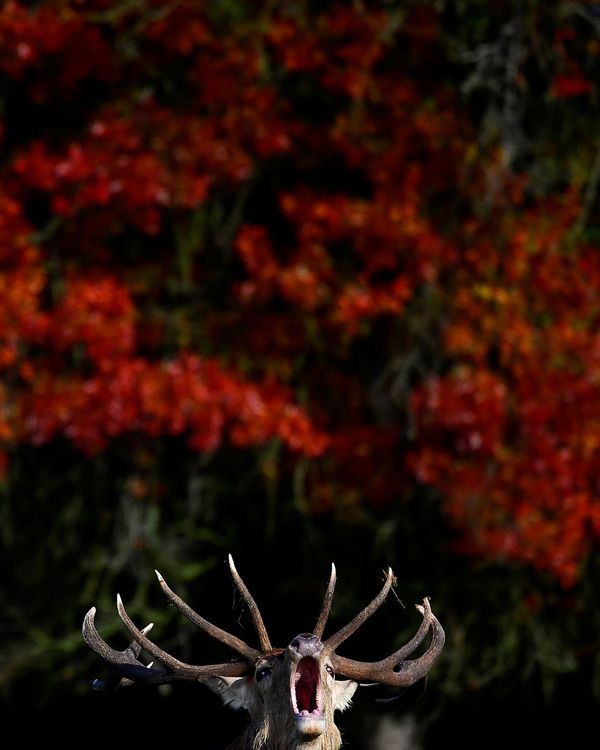 A stag barks in front of autumn foliage during the annual rutting or breeding season, Richmond Park, London, Britain, 11 October 2020. A stag barks in front of autumn foliage during the annual rutting or breeding season, Richmond Park, London, Britain, 11 October 2020. - Sputnik International