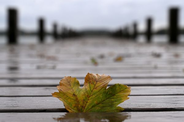 An autumn leaf lies on the pier at lake Woerthsee near the small village of Inning, southern Germany, during rainy autumn weather on 7 October 2020. An autumn leaf lies on the pier at lake Woerthsee near the small village of Inning, southern Germany, during rainy autumn weather on 7 October 2020. - Sputnik International