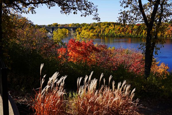 The leaves on the trees and the scrub change colour along the banks of the River Gorge on the St Paul, Minnesota side of the Mississippi River, Thursday, 8 October 2020. The leaves on the trees and the scrub change colour along the banks of the River Gorge on the St Paul, Minnesota side of the Mississippi River, Thursday, 8 October 2020. - Sputnik International