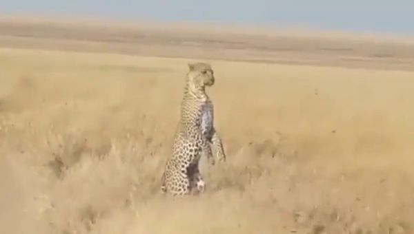  'Lunch's Ready, Where You At': Momma Leopard Searches For Her Baby Standing on 2 Legs - Sputnik International