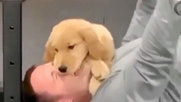 puppy fitness - Sputnik International