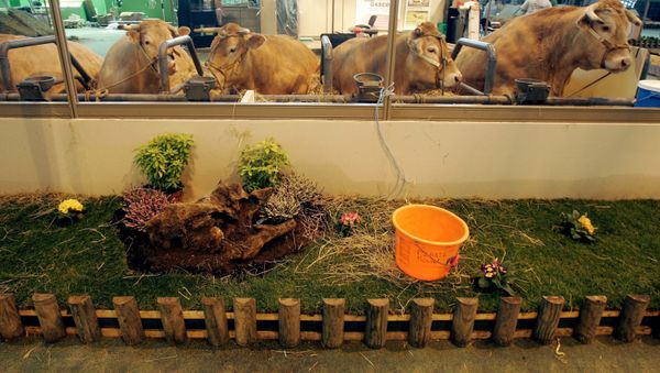 Cows stand in makeshift stables at the International Agricultural Trade Show 2007 on the eve of the opening in Paris, France, Friday, March 2, 2007. - Sputnik International