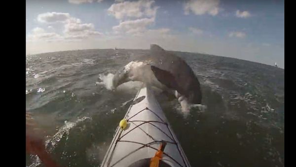 US Kayaker Gets Smacked by Dolphin - Sputnik International
