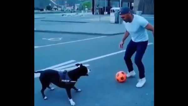If Paolo Maldini was a dog... - Sputnik International