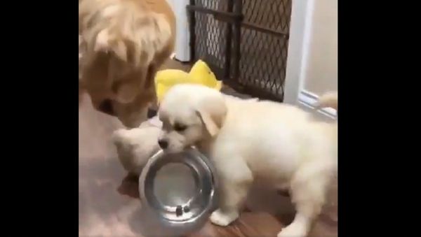 Golden Retriever  - Sputnik International