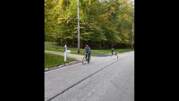 Friendly Goose Flies Alongside US Cyclist - Sputnik International
