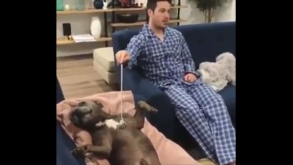 Dog's Life  - Sputnik International
