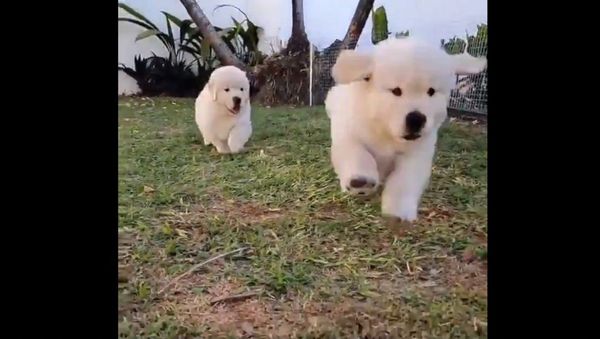 Golden Retriever Channel  - Sputnik International
