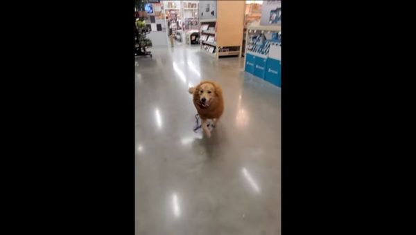 Playful Golden Retriever Gets Into Halloween Spirit - Sputnik International
