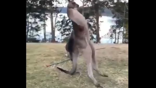 Kangaroo - Sputnik International