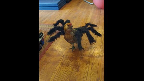 Halloween Ready Chicken Will Haunt You in Dreams If Seen at Night - Sputnik International