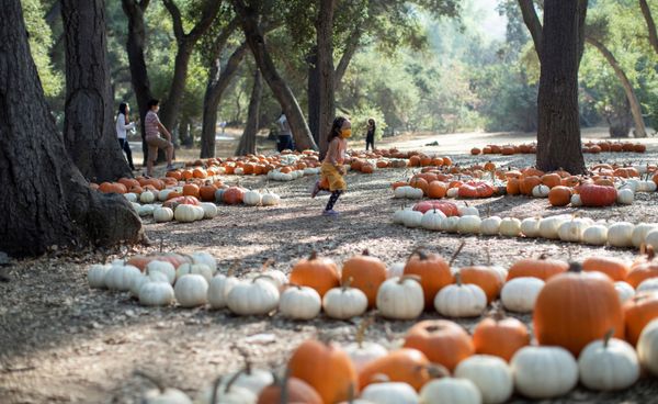 New Masks for Fall 2020: How Different Countries Prepare for Halloween New Masks for Fall 2020: How Different Countries Prepare for Halloween - Sputnik International