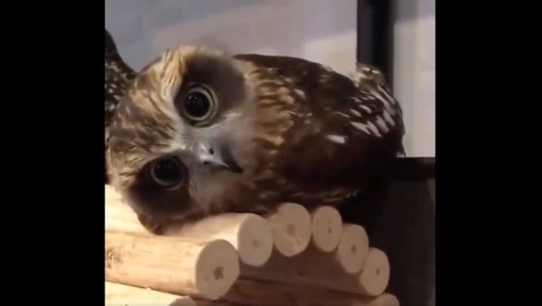 Owl Owl - Sputnik International
