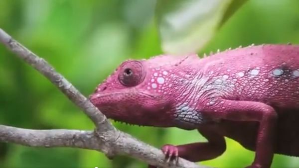 The way a chameleon changes its colours is one of the most fascinating phenomena in the world - Sputnik International