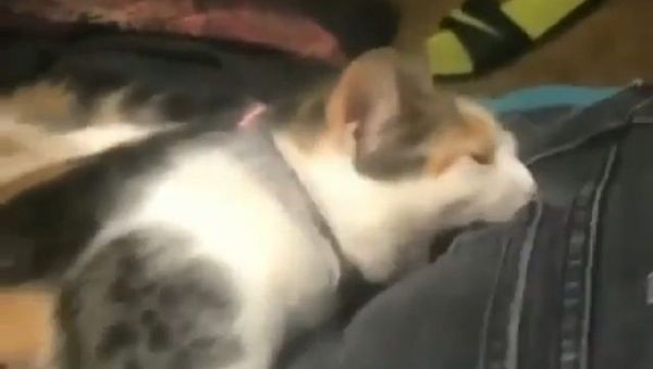 Cat - Sputnik International