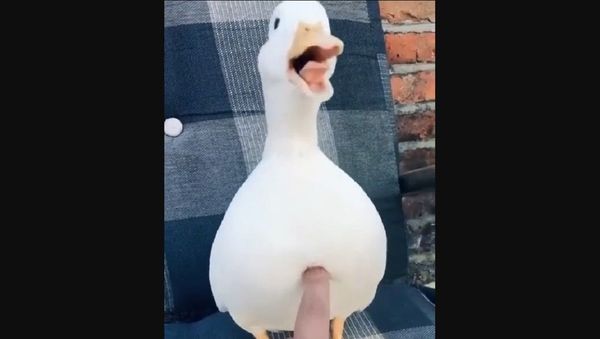 Duck - Sputnik International