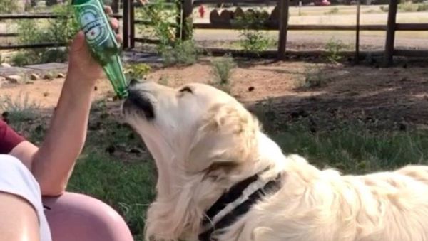 Enjoying the last drops of the green bottle - Sputnik International