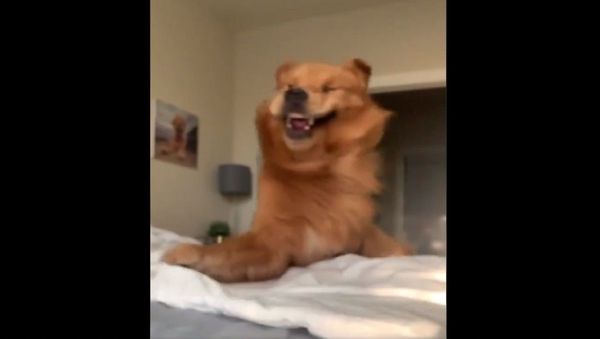 Golden Retriever Channel - Sputnik International