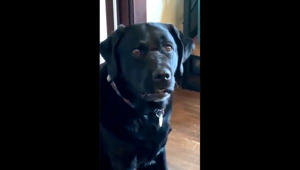 Labrador Weighs Into US Election - Sputnik International