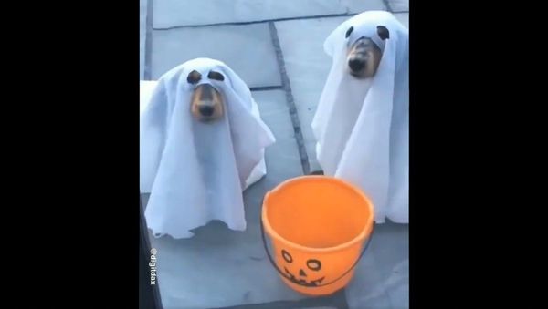 Humour And Animals  - Sputnik International