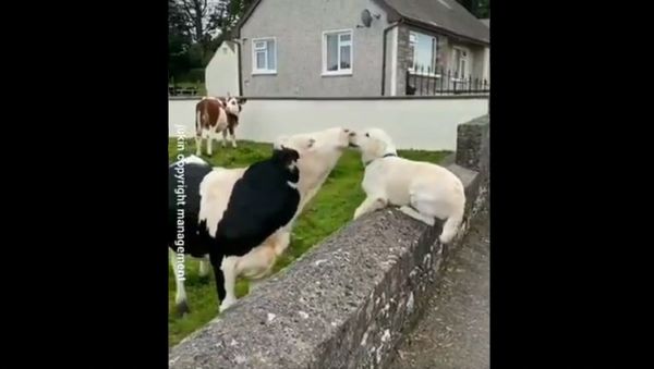 Humor And Animals  - Sputnik International