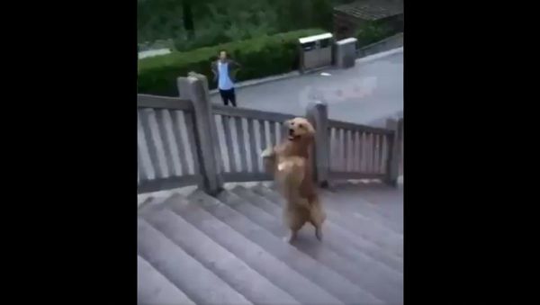 Funny animal Funny animal - Sputnik International