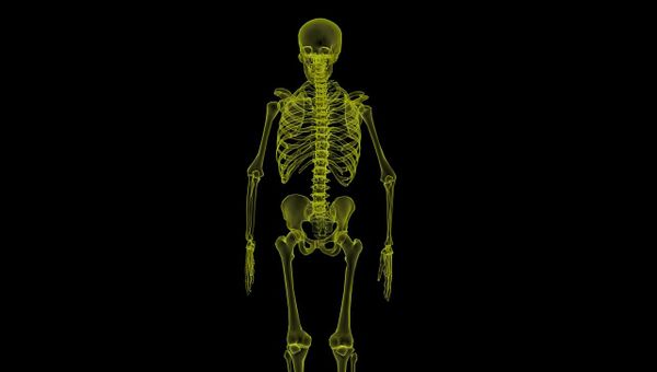 Human Skeleton - Sputnik International