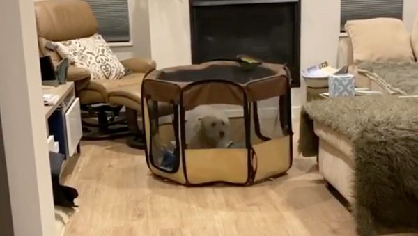 Spunky Goldendoodle Moves Playpen by Hopping - Sputnik International