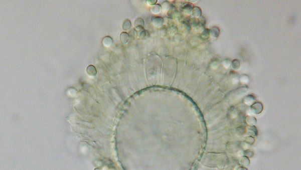 Aspergillus flavus - Sputnik International