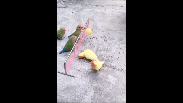 Birds playing volleyball - Sputnik International