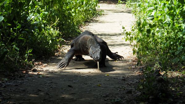 A Komodo Dragon is seen in Komodo National Park, Indonesia 6 April 2018. A Komodo Dragon is seen in Komodo National Park, Indonesia 6 April 2018. - Sputnik International