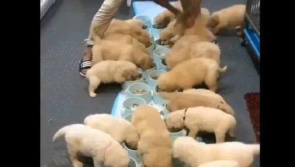 Puppies - Sputnik International