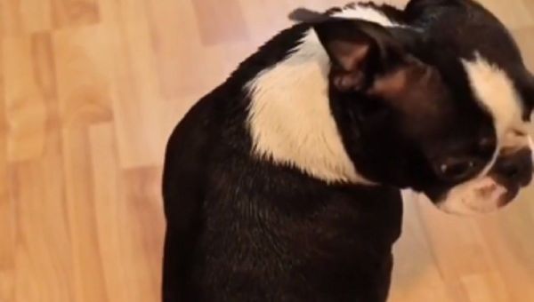 Dog - Sputnik International