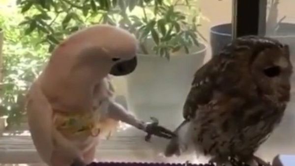 The owls barn - Sputnik International