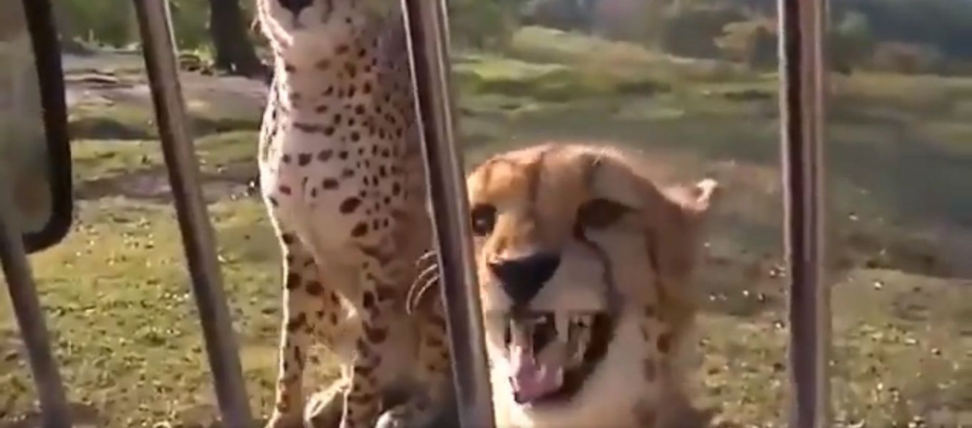 Cheetahs don't roar, they meow like housecats - Sputnik International, 1920, 30.10.2020