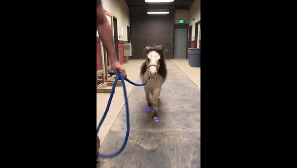 Peppy Miniature Horse Lights Up Night With New Shoes - Sputnik International