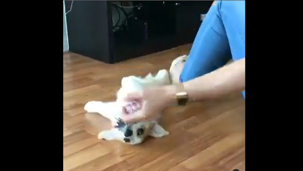 Corgi - Sputnik International