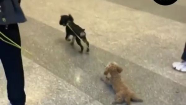 Elon, We Have A Problem: Dog Invents New Form of Transportation - Sputnik International