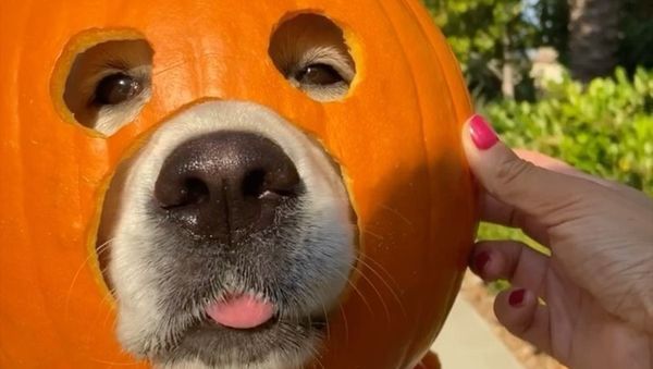 Golden Retriever celebrates Halloween - Sputnik International