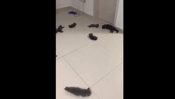 Kittens - Sputnik International
