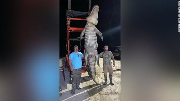 Corey Capps from Florida has ensured that a massive bull alligator will no longer add his DNA to the species  - Sputnik International
