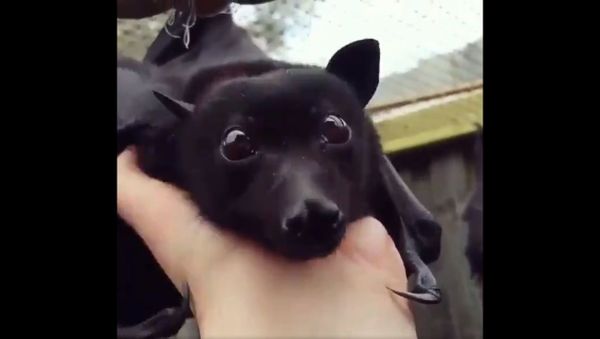 This bat looks like a winged puppy - Sputnik International