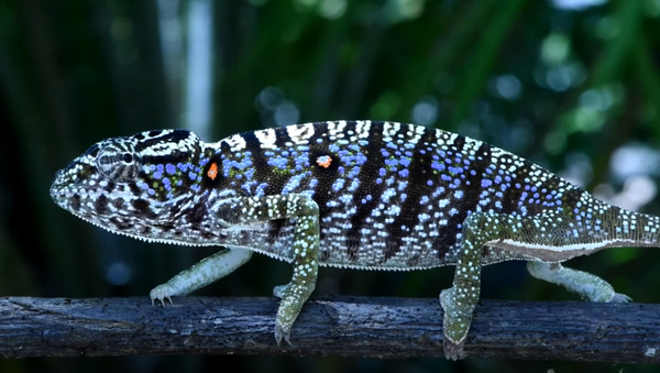 The Voeltzkow-Chameleon (Furcifer voeltzkowi)— Rediscovered after more than 100 years - Sputnik International